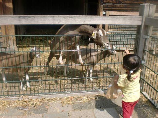 Di kebun binatang ini kita bisa memberi makan dan memegang binatang yang ada