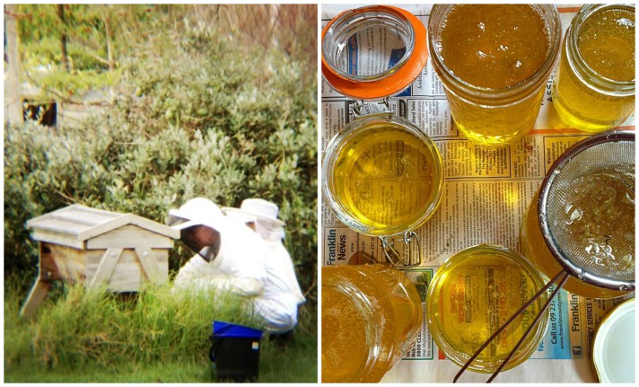 Beekeping dan hasil madu untuk supply beberapa bulan ke depan