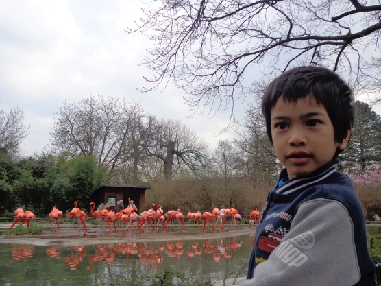 Adriaan dan flamingo di Zoodresden