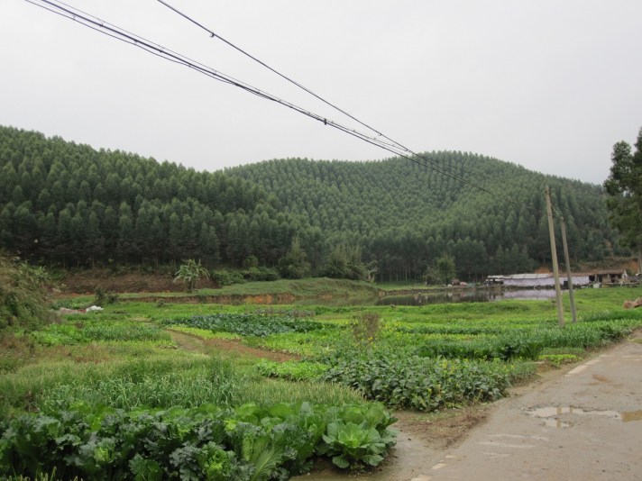 kebun sayur