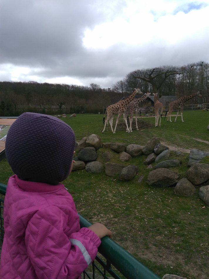 7) Menonton jerapah di Aalborg zoo